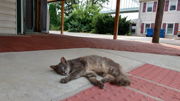 a gray calico sunning himself outside a corner store